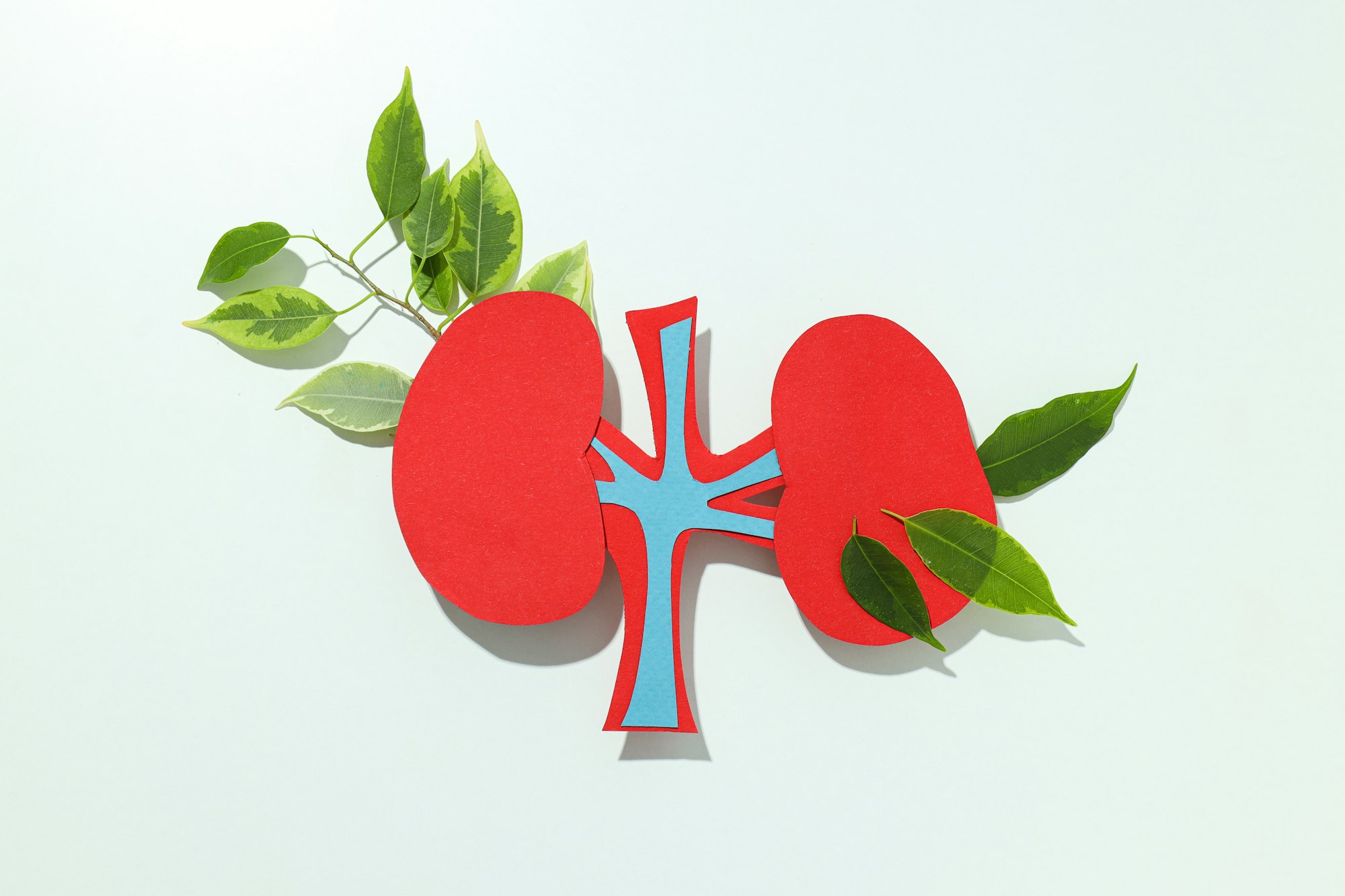 Kidneys on a light background, for National Kidney Month.